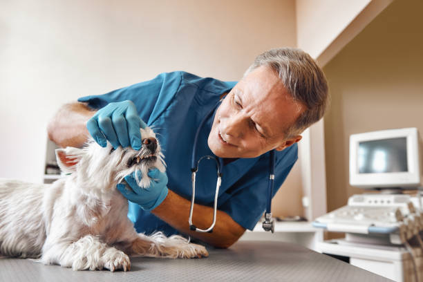 Best Walk-In Emergency Dentist in Rainbow Park, FL